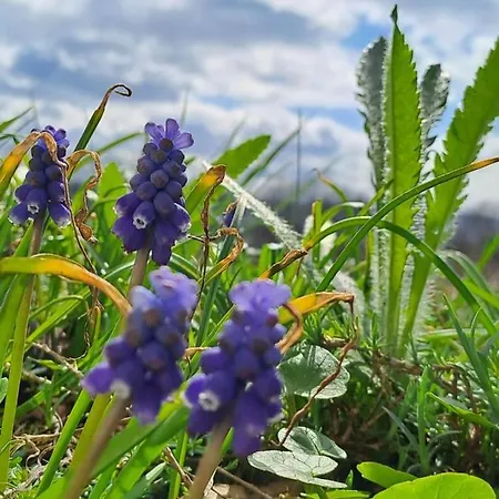 Chalupa Lichtenberg/ Svetlik Horni Podluzi Exteriér fotografie
